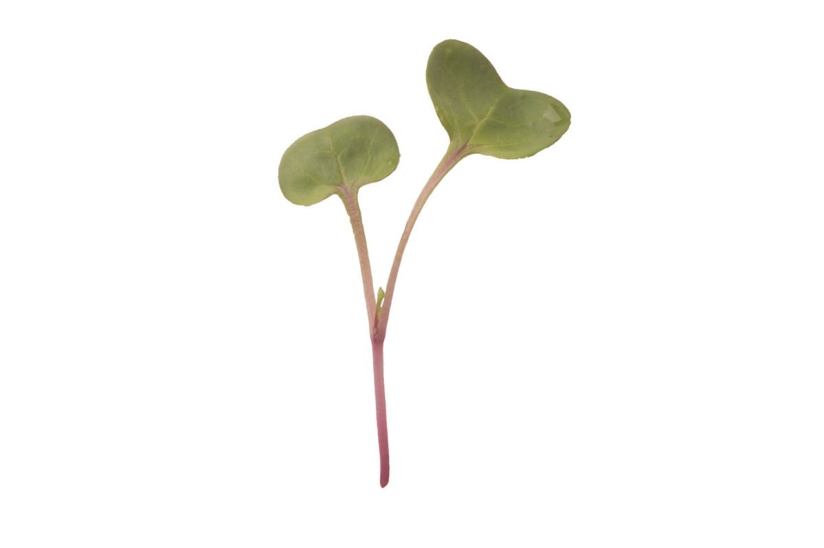 Radish, Hong Vit – Microgreen Seed