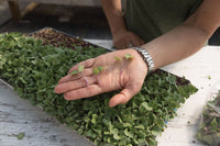 Radish, Hong Vit – Microgreen Seed