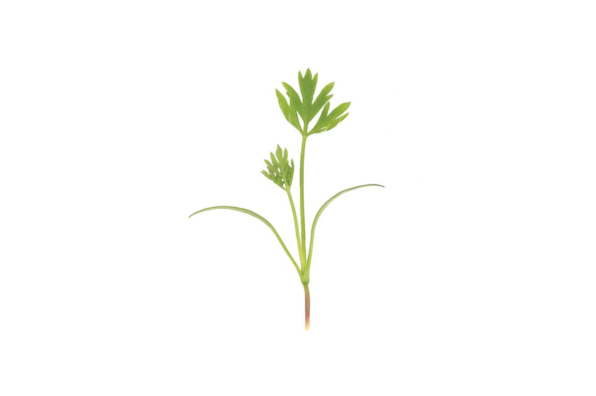 Carrot – Microgreen Seed