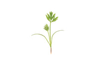 Carrot – Microgreen Seed