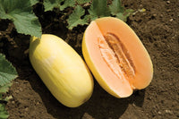 Lilly – Melon Seed