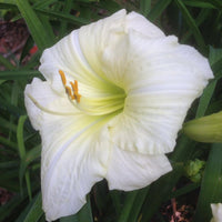 Heirloom Hemerocallis Lady Elizabeth Flower Seeds for Planting, Non-GMO