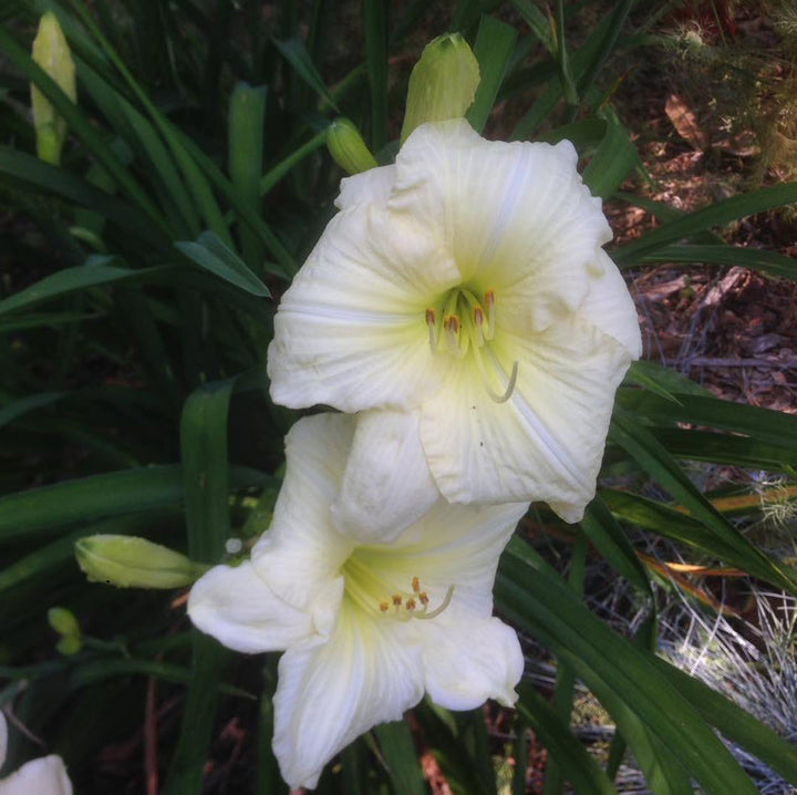 Heirloom Hemerocallis Lady Elizabeth Flower Seeds for Planting, Non-GMO