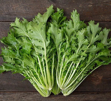 Golden Frills – Organic Mustard Green Seed