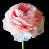 Ranunculus Flower Double Flap Ranunculus Asiaticus Seeds