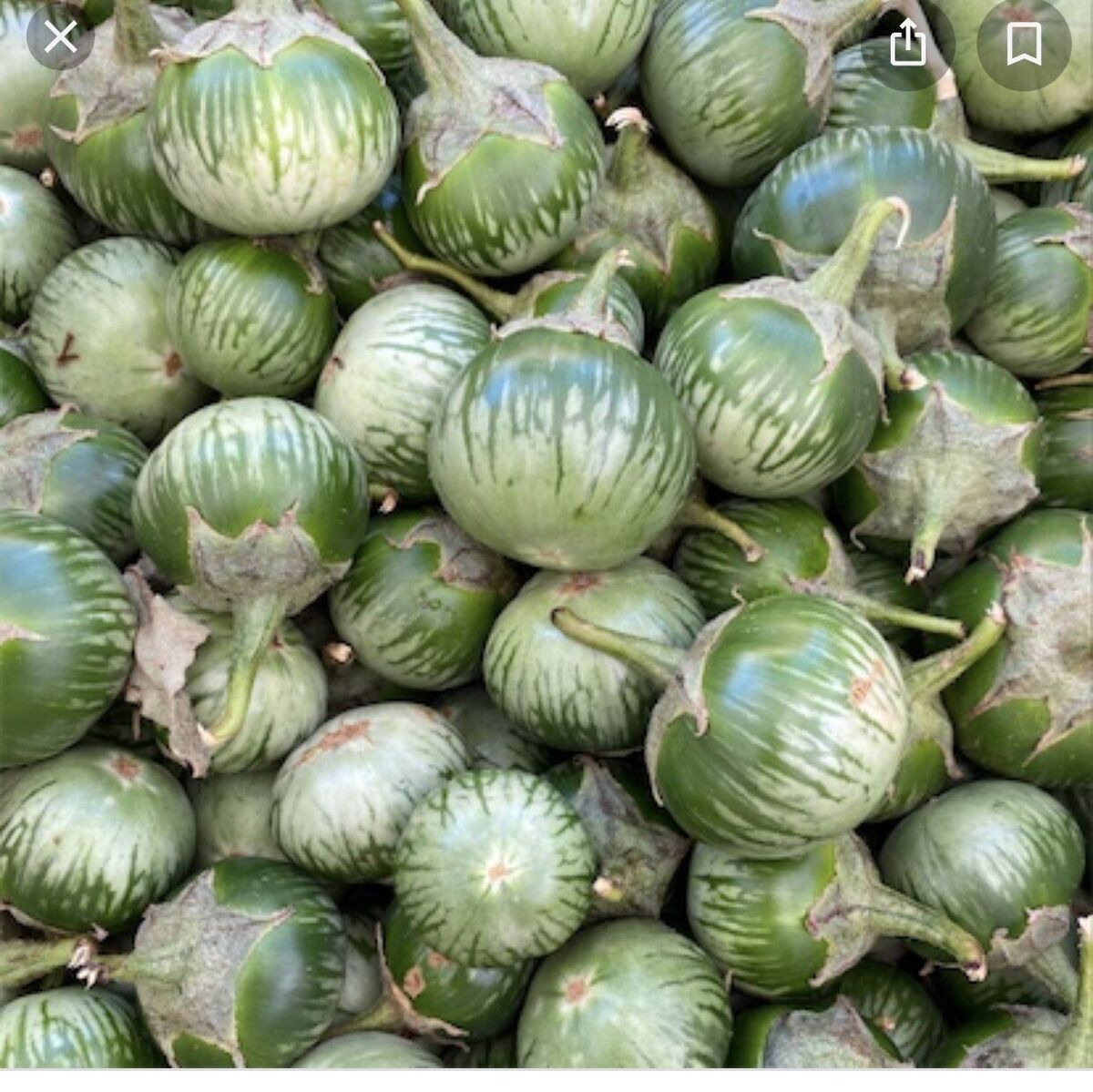 Kermit – Eggplant Seed