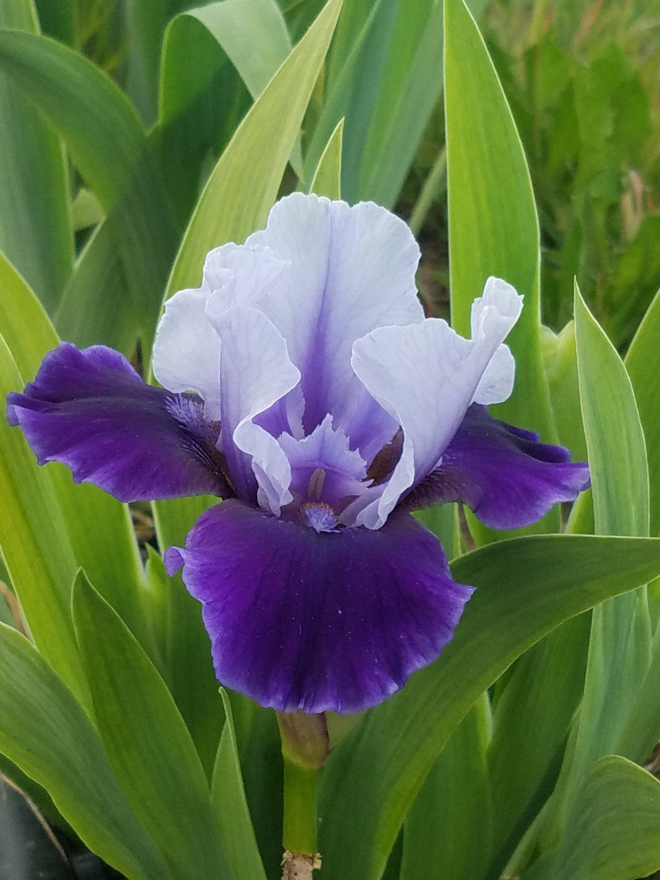 Mariposa Wizard Reblooming Bearded Iris