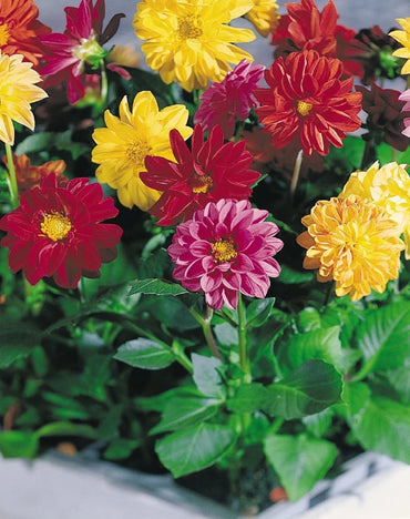 Improved Beeline Dahlia Mixture