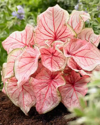 Florida Sweetheart Strap Leaf Caladium