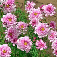 Double Click Bicolor Pink – Cosmos Seed