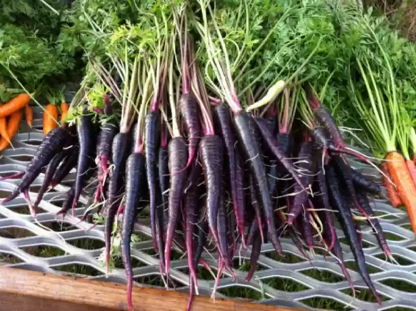 Carrot Black Wonder Vegetable Seeds