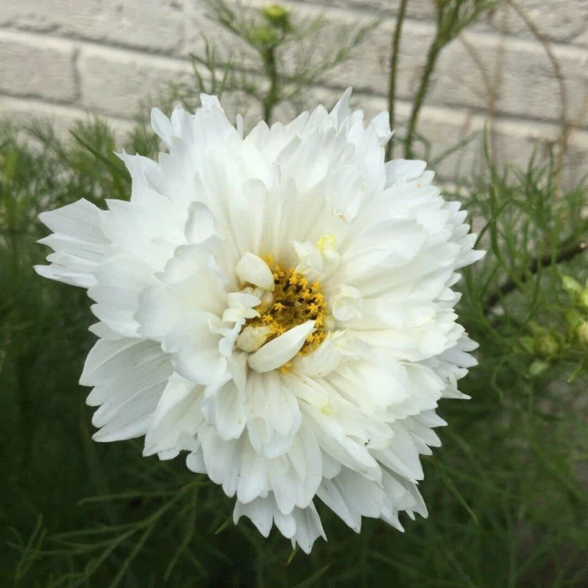 Fizzy White – Cosmos Seed