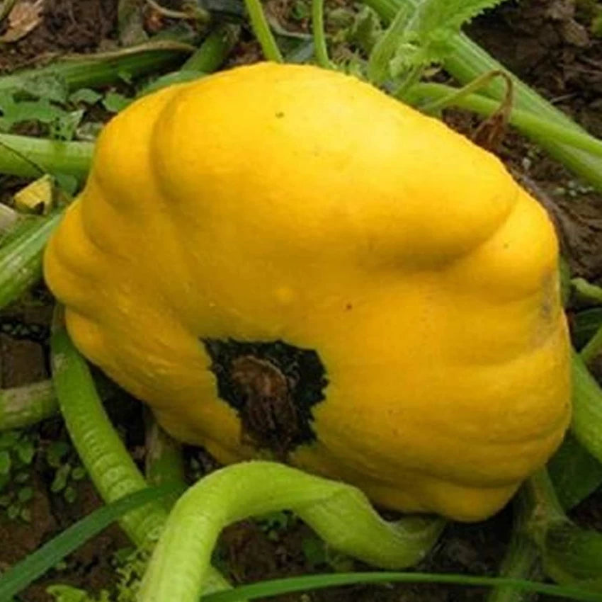 Sunseanse F Pumpkin Cucurbita maxima for planting in urban garden