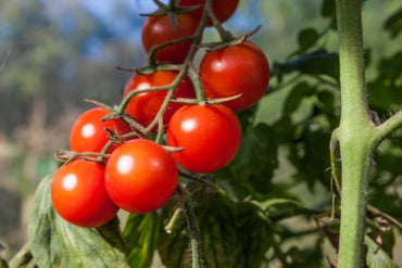 Mountain Fresh Plus – Tomato Seed