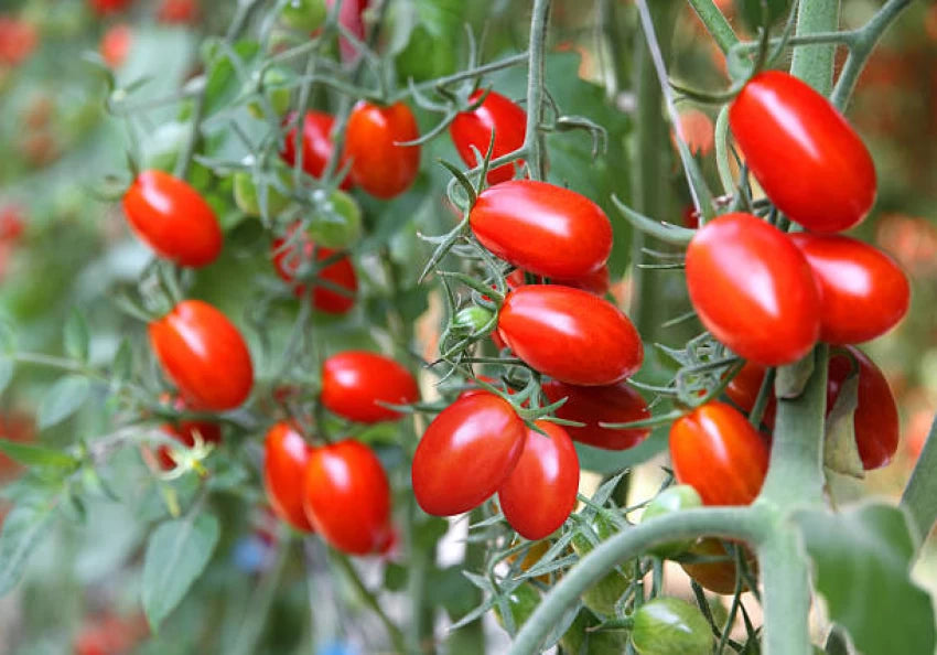 Santorange – Tomato Seed