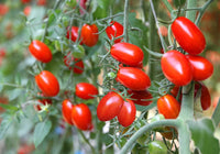 Santorange – Tomato Seed