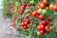 Mountain Magic – Tomato Seed