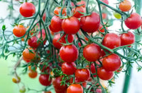 New Girl – Organic Tomato Seed