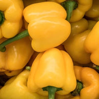 Sweet Sunrise – Organic Bell Pepper Seeds