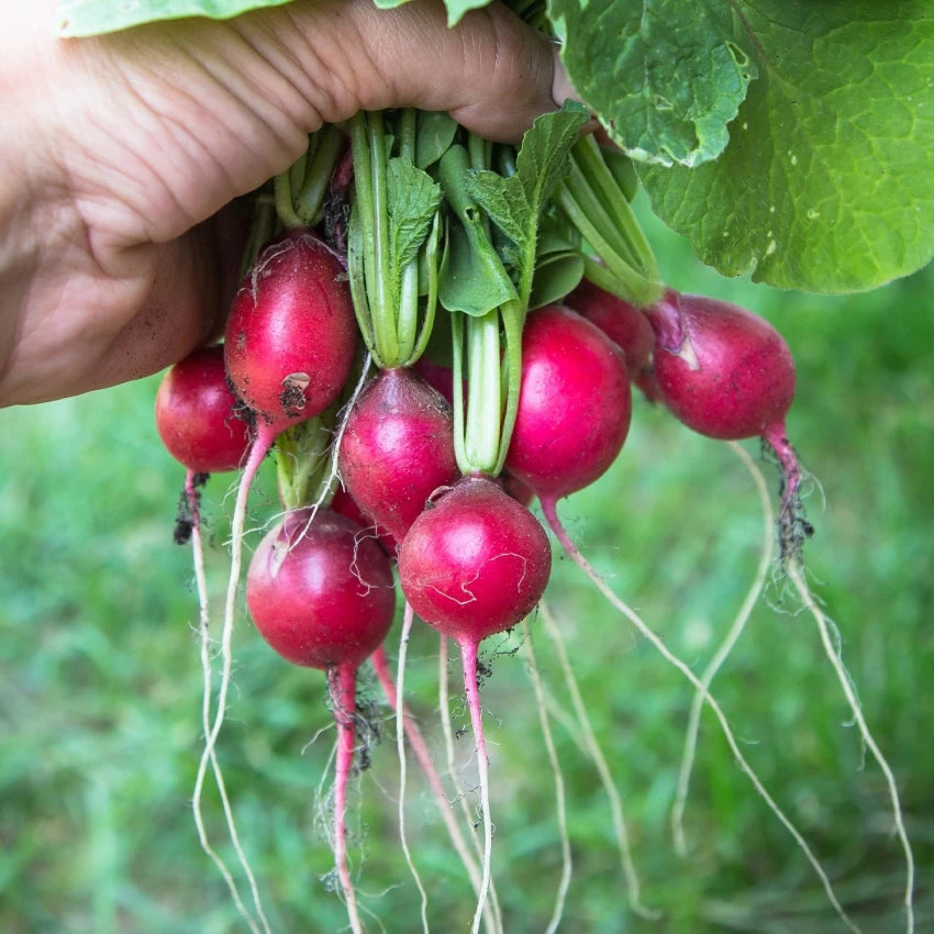 Pink Beauty – Organic Radish Seed