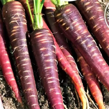 Purple Haze – Carrot Seed