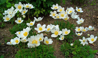 Snowdrop Anemone