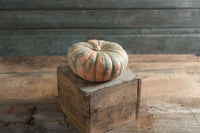 Speckled Hound – Pumpkin Seed