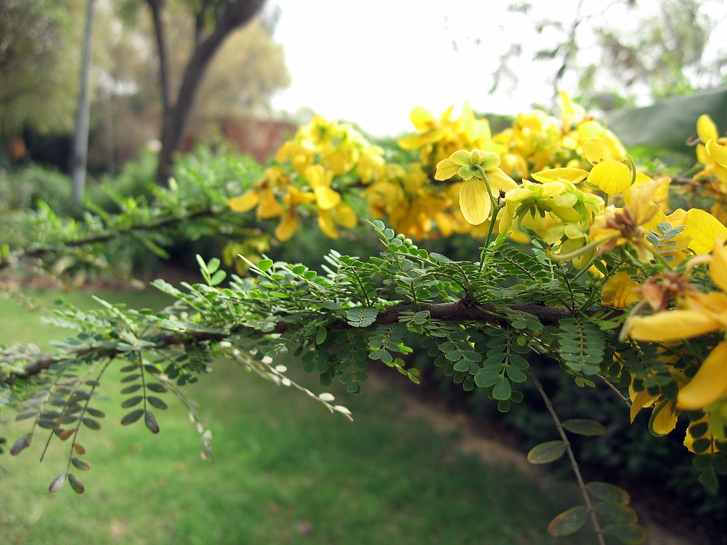 Heirloom Cassia Biflora Flower Seeds, Non-GMO Bright Blooms for Planting