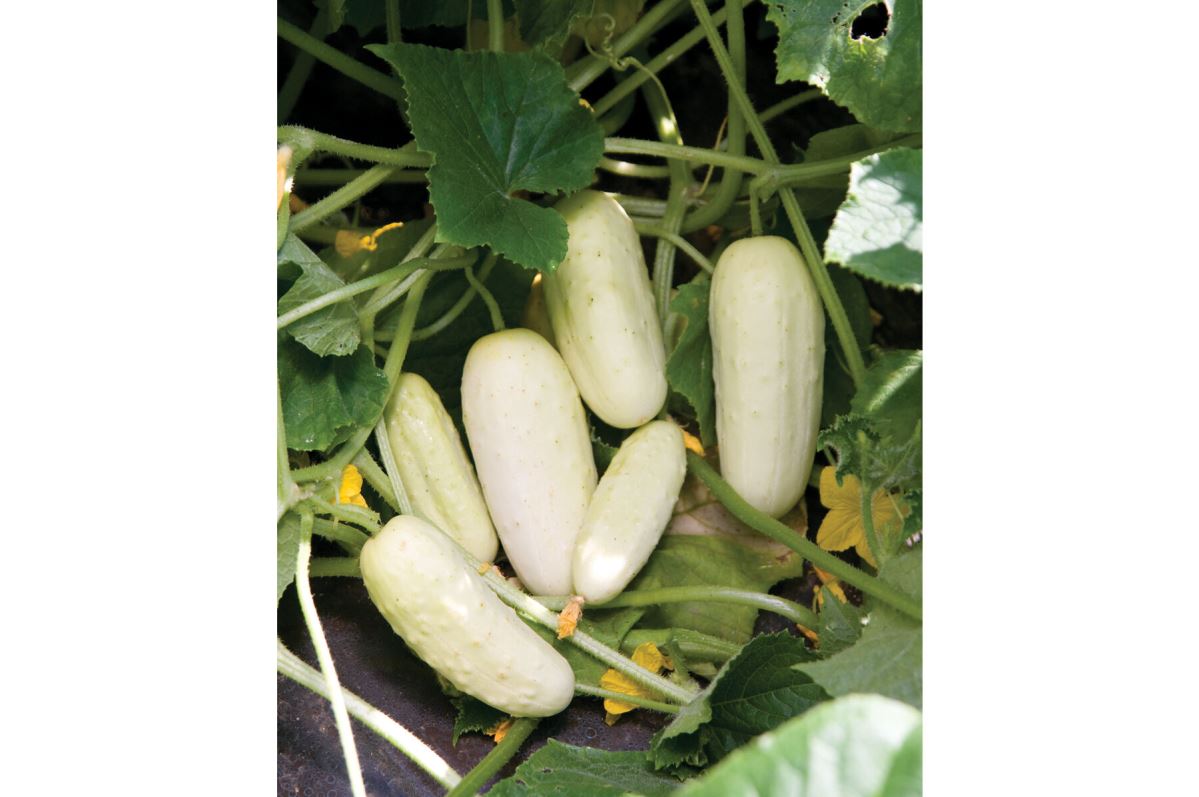 Salt and Pepper – Organic Cucumber Seed
