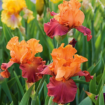 Lovely Senorita Bearded Iris Seeds