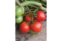 Defiant PhR – Organic Tomato Seed
