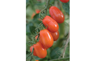 Five Star Grape – Tomato Seed