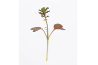 Mustard, Scarlet Frills – Microgreen Seed