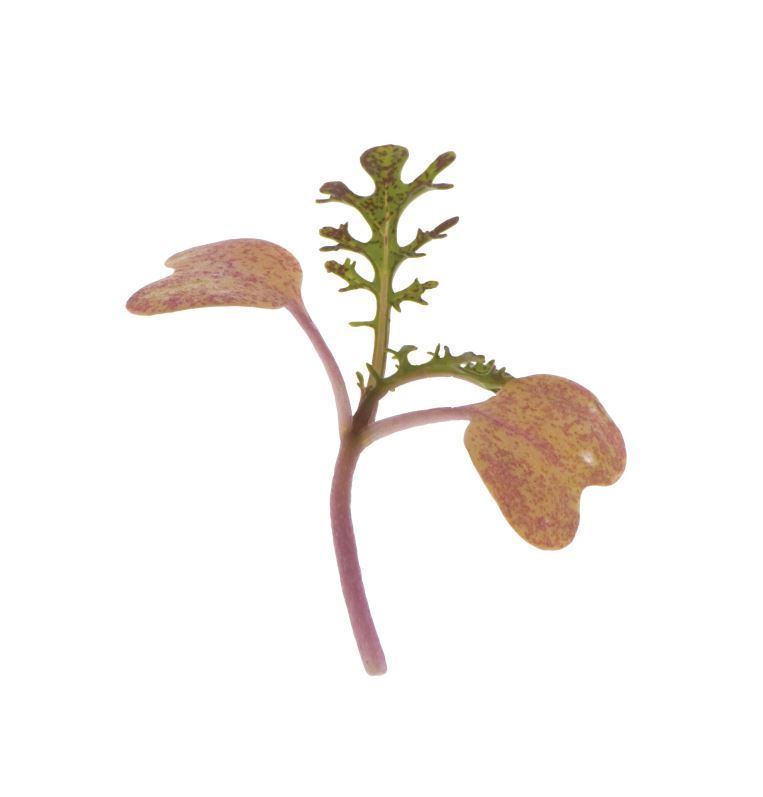 Mustard, Scarlet Frills – Microgreen Seed