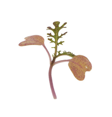 Mustard, Scarlet Frills – Microgreen Seed