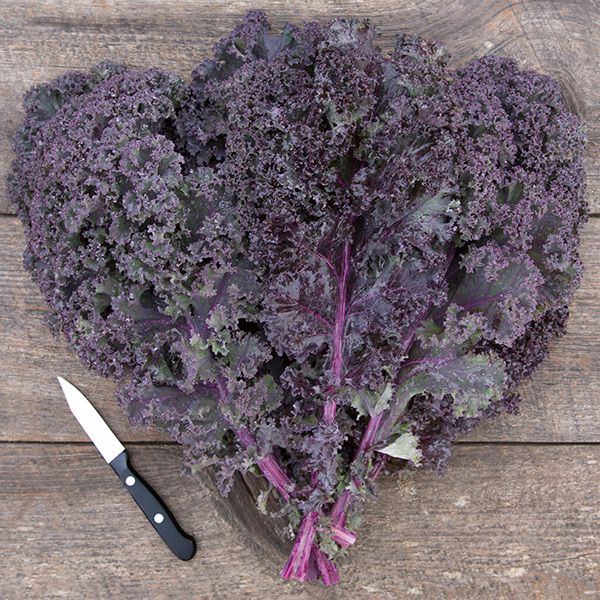 Redbor – Organic Kale Seed