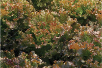 Ruby Sky – Lettuce Seed