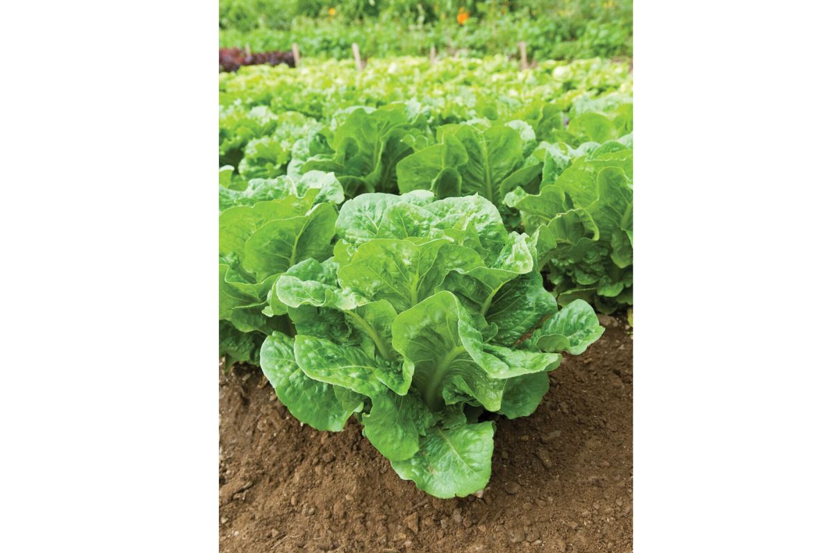 Salvius – Lettuce Seed