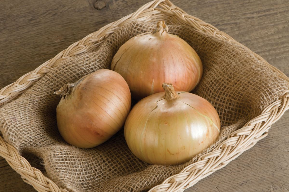 Bridger – Onion Seed