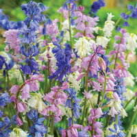 Spanish Blue and Pink Bells Mixture Seeds