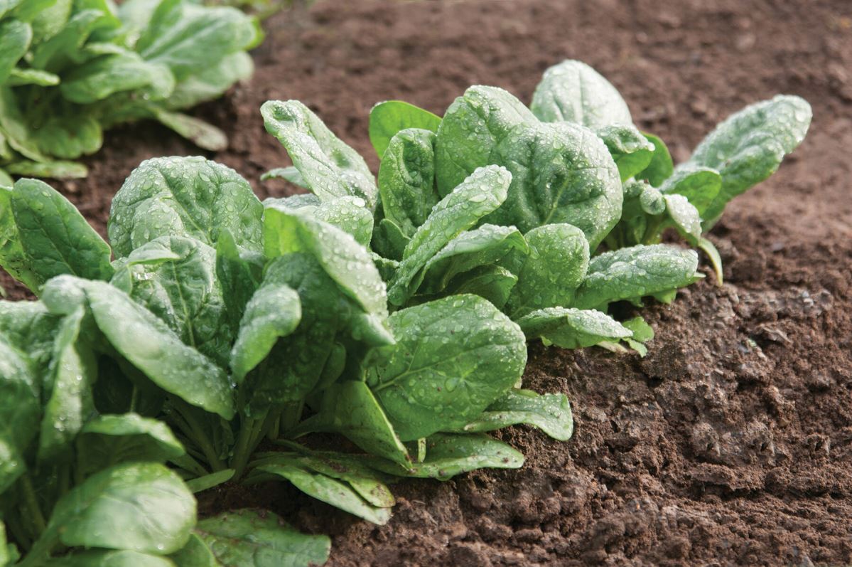 Gazelle – Spinach Seed