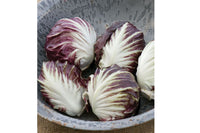 Leonardo – Organic Radicchio Seed