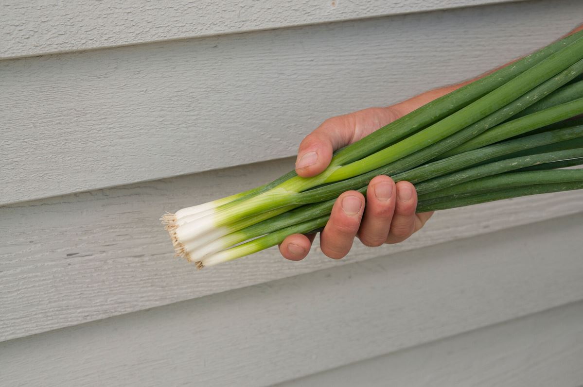 Nabechan – Onion Seed