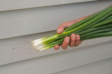 Nabechan – Onion Seed