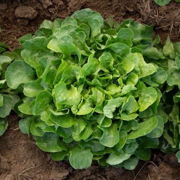 Prismatic Mini Head Mix – Pelleted Lettuce Seed