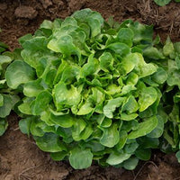 Prismatic Mini Head Mix – Pelleted Lettuce Seed