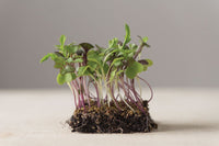 Mild Micro Mix – Organic Microgreen Seed