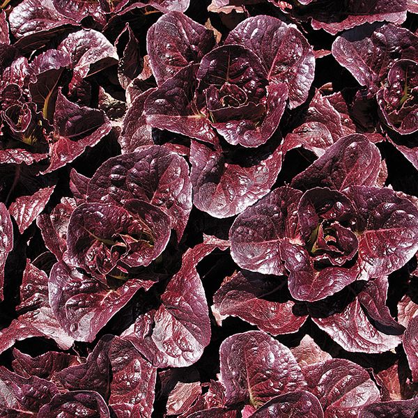 Pomegranate Crunch – Organic Romaine Lettuce Seeds