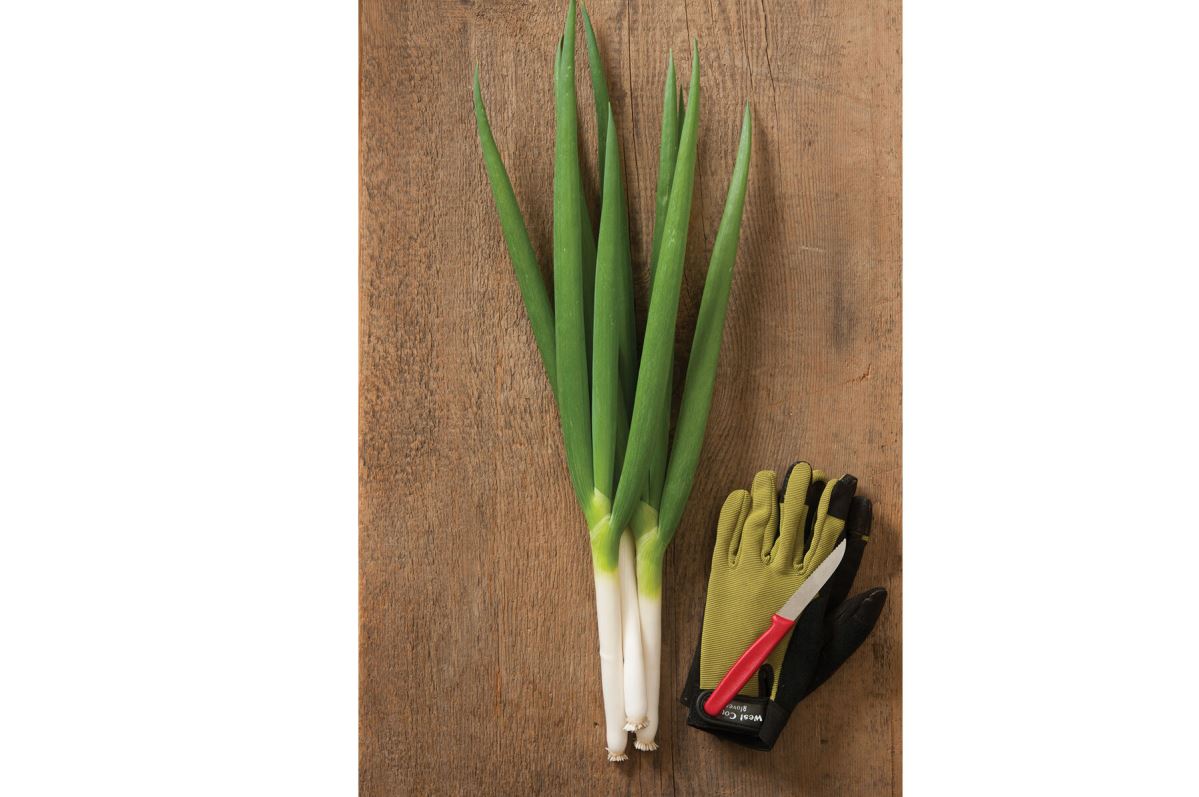 Nabechan – Onion Seed