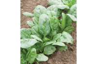 Corvair – Organic Spinach Seed